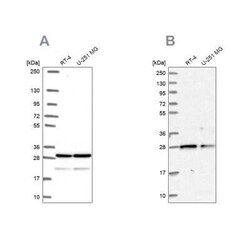 PGRMC2 Antibody, Novus Biologicals 0.1 mL, Unconjugated:Antibodies, Polyclonal