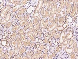 PGS1 Antibody, Novus Biologicals:Antibodies:Primary Antibodies