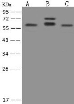 PHACTR3 Antibody, Novus Biologicals 50 &mu;g; Unconjugated:Antibodies,