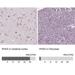 PHAX Antibody, Novus Biologicals 0.1 mL, Unconjugated:Antibodies, Polyclonal