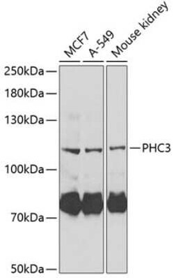 PHC3 Antibody - BSA Free, Novus Biologicals 0.1 mL; Unconjugated:Antibodies,
