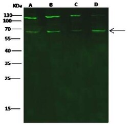 PHF1 Antibody, Novus Biologicals:Anticorps:Anticorps primaires