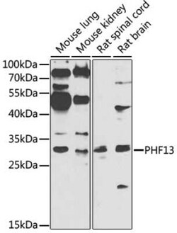 PHF13 Antibody - BSA Free, Novus Biologicals 0.02 mL; Unconjugated:Antibodies,