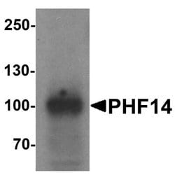 PHF14 Antibody - BSA Free, Novus Biologicals 0.1 mg; Unconjugated:Antibodies,