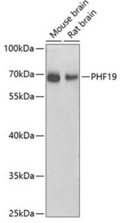 PHF19 Antibody - Azide and BSA Free, Novus Biologicals 0.02 mL; Unconjugated:Antibodies,