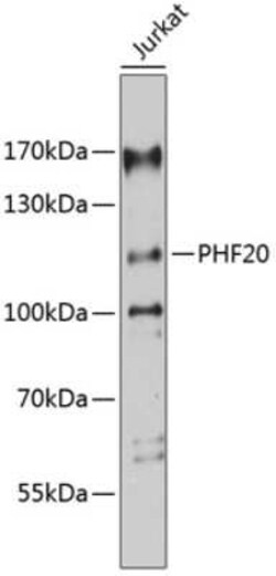 PHF20 Antibody - Azide and BSA Free, Novus Biologicals:Antibodies:Primary