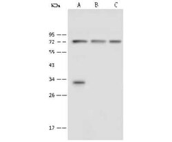 PHF21A Antibody, Novus Biologicals 100 &mu;g | Buy Online | Novus Biologicals | Fisher Scientific