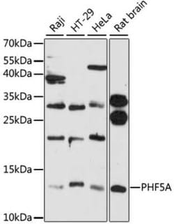 PHF5A Antibody - Azide and BSA Free, Novus Biologicals 0.1 mL, Unconjugated:Antibodies,