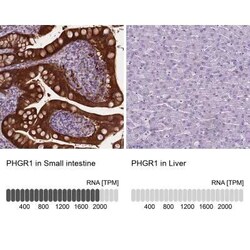 PHGR1 Antibody, Novus Biologicals 25 &mu;L, Unconjugated:Antibodies, Polyclonal