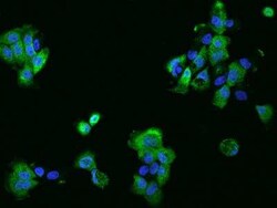 PHLDB2 Antibody, Novus Biologicals 50 &mu;g, Unconjugated:Antibodies, Polyclonal