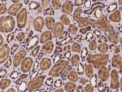 PHLDB2 Antibody, Novus Biologicals 50 &mu;g, Unconjugated:Antibodies, Polyclonal