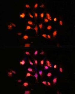 PHLPP Antibody - Azide and BSA Free, Novus Biologicals:Antibodies:Primary