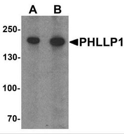 PHLPP Antibody - BSA Free, Novus Biologicals 0.1 mg | Buy Online | Novus Biologicals | Fisher Scientific