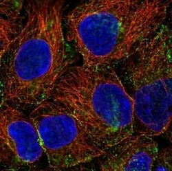 PHLPP2 Antibody, Novus Biologicals:Antibodies:Primary Antibodies