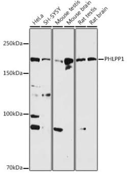 PHLPP Antibody - Azide and BSA Free, Novus Biologicals:Antibodies:Primary