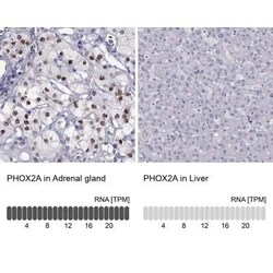 PHOX2A Antibody, Novus Biologicals:Antibodies:Primary Antibodies
