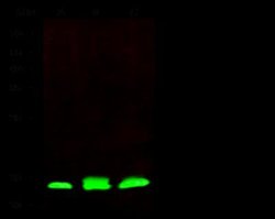 PHPT1 Rabbit anti-Human, Clone: 7, Novus Biologicals:Antibodies:Primary