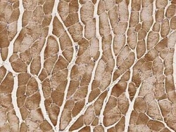 PHPT1 Antibody, Novus Biologicals 100 &mu;g; Unconjugated:Anticuerpos