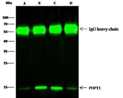 PHPT1 Antibody, Novus Biologicals 100 &mu;g; Unconjugated:Anticuerpos