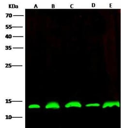 PHPT1 Antibody, Novus Biologicals 100 &mu;g; Unconjugated:Anticuerpos