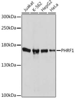 PHRF1 Rabbit anti-Human, Polyclonal, Novus Biologicals 20 &mu;g | Buy Online | Bio-Techne | Fisher Scientific