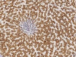 PHYH Antibody, Novus Biologicals 100 &mu;g | Buy Online | Novus Biologicals | Fisher Scientific