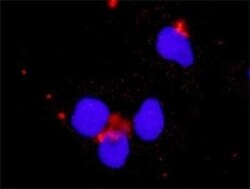 PI 3-Kinase p110 beta/PIK3CB Antibody (4H2), Novus Biologicals 0.1 mg,