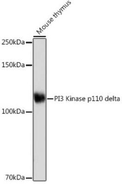 PI 3-Kinase p110 delta Rabbit anti-Human, Mouse, Rat, Clone: 3J0F6, Novus Biologicals 20 &mu;g | Buy Online | Novus Biologicals | Fisher Scientific