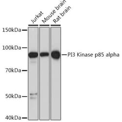 PI 3-Kinase p85 alpha Rabbit anti-Human, Mouse, Rat, Clone: 7Z9H0, Novus