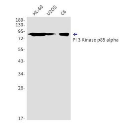 PI 3-Kinase p85 alpha Rabbit anti-Human, Mouse, Rat, Clone: S08-8H6, Novus Biologicals 25 &mu;g | Buy Online | Novus Biologicals | Fisher Scientific