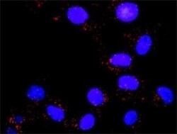 PI 3-Kinase p85 alpha Antibody (3A10), Novus Biologicals 0.1 mg | Buy Online | Novus Biologicals | Fisher Scientific
