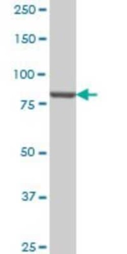 PI 3-Kinase p85 alpha Antibody (3A10), Novus Biologicals 0.1 mg | Buy Online | Novus Biologicals | Fisher Scientific