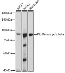 PI 3-Kinase p85 beta Rabbit anti-Human, Mouse, Rat, Clone: 6E2F5, Novus