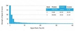 PI 3-Kinase p85 beta Antibody (PIK3R2/292) - Azide and BSA Free, Novus