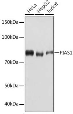 PIAS1 Rabbit anti-Human, Mouse, Clone: 3J2O8, Novus Biologicals 20 &mu;g | Buy Online | Novus Biologicals | Fisher Scientific