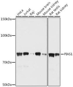 PIAS1 Antibody - Azide and BSA Free, Novus Biologicals 0.1 mL; Unconjugated:Antibodies,