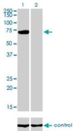 PIAS3 Antibody (4F12), Novus Biologicals 0.1 mg | Buy Online | Novus Biologicals | Fisher Scientific