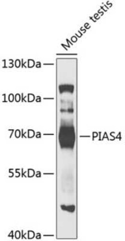 PIASy Antibody - BSA Free, Novus Biologicals 0.02 mL; Unconjugated:Antibodies,