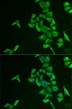 PIB5PA Antibody - BSA Free, Novus Biologicals:Antibodies:Primary Antibodies