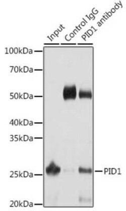 PID1 Antibody - Azide and BSA Free, Novus Biologicals 0.1 mL; Unconjugated:Antibodies,