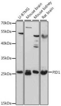 PID1 Antibody - Azide and BSA Free, Novus Biologicals 0.1 mL; Unconjugated:Antibodies,