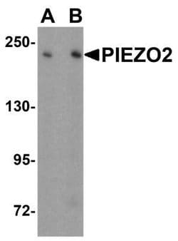 PIEZO2 Antibody - BSA Free, Novus Biologicals:Antibodies:Primary Antibodies