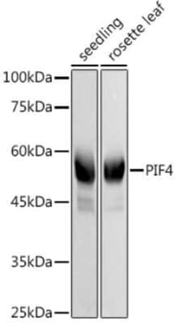 PIF4 Rabbit anti-A. thaliana, Polyclonal, Novus Biologicals 100 &mu;g;