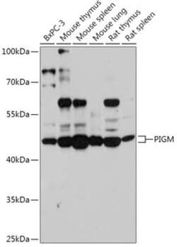 PIGM Antibody - Azide and BSA Free, Novus Biologicals:Antibodies:Primary