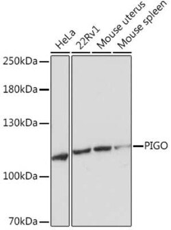 PIGO Rabbit anti-Human, Mouse, Polyclonal, Novus Biologicals 20 &mu;g;