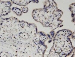 PIGQ Antibody (2B7), Novus Biologicals 0.1 mg | Buy Online | Novus Biologicals | Fisher Scientific