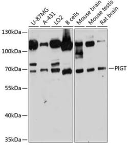 PIGT Antibody - Azide and BSA Free, Novus Biologicals:Antibodies:Primary