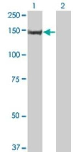 PIK3R4 Antibody (1G12), Novus Biologicals 0.1 mg | Buy Online | Novus Biologicals | Fisher Scientific