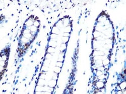 PIN/DLC8 Rabbit anti-Human, Mouse, Rat, Clone: 3Q1J6, Novus Biologicals