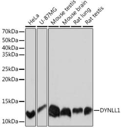 PIN/DLC8 Rabbit anti-Human, Mouse, Rat, Clone: 3Q1J6, Novus Biologicals